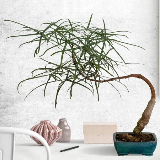 Australian Bottle Tree Live Plant 2.5" Pot Rare Bonsai Brachychiton Rupestris Unique Indoor Outdoor Decor