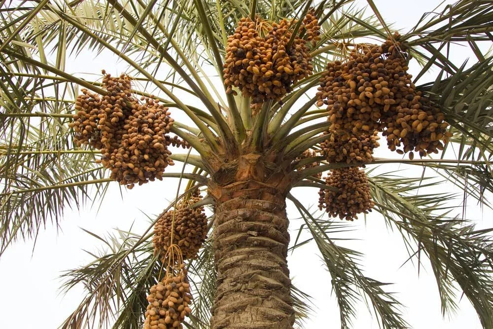 Wild Date Palm Seeds - 5 Premium Seeds - Phoenix dactylifera - Ideal for Gardening, Landscaping, Indoor & Outdoor Use