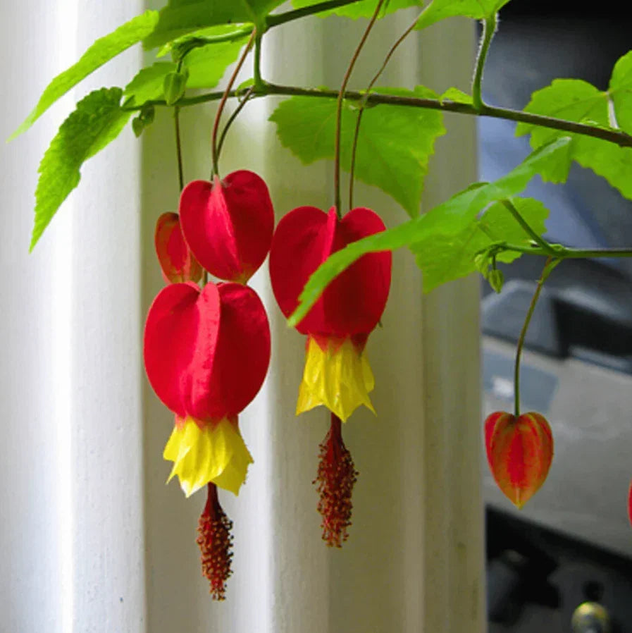 Live Abutilon Chinese Lantern Plants - 3 Well-Rooted Colorful Plugs - Abutilon hybridum - Perfect for Gardens and Containers
