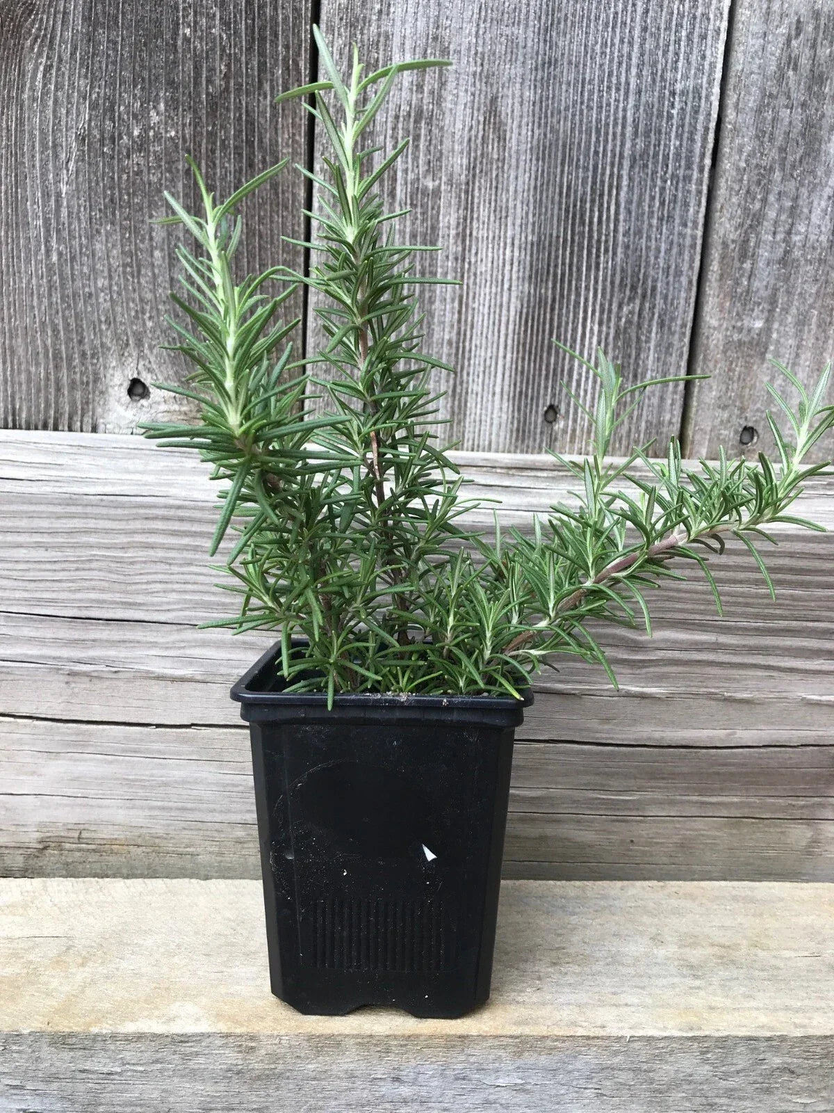 Live Rosemary Plant - 4 Bare Root Cuttings - Aromatic Herb - Rosmarinus officinalis - Culinary Garden Essential