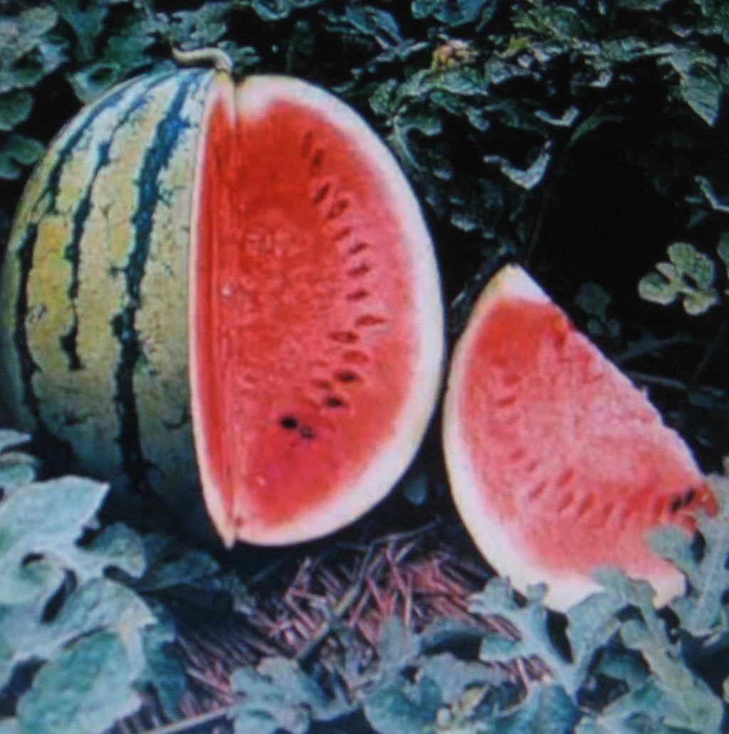Crimson Sweet Watermelon Seeds - Pack of 5 - Citrullus lanatus - Antioxidant Rich, Non-GMO, Ideal for Home Gardens