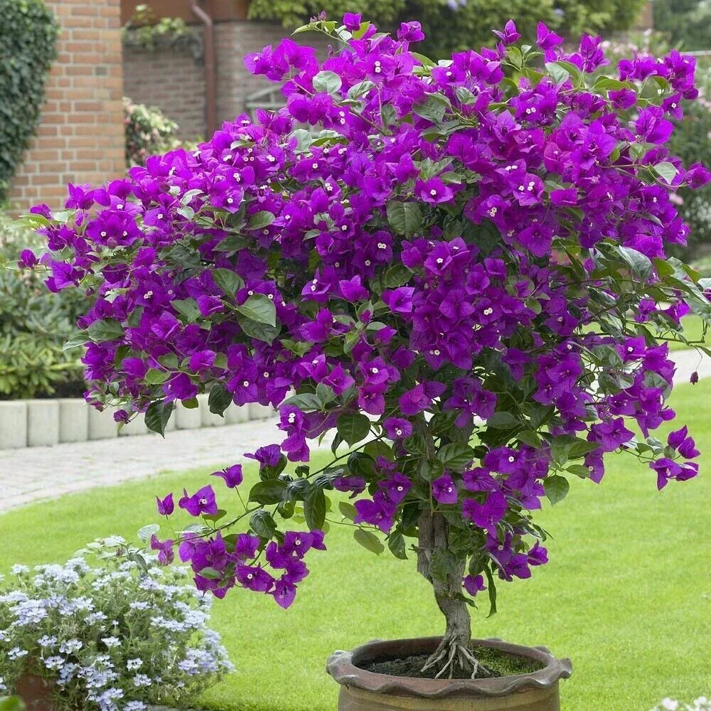Violet Bougainvillea Starter Plant - Small Well Rooted - Bougainvillea glabra - Rare & Hard to Find Variety for Garden