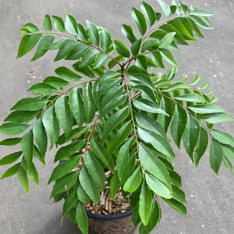 Curry Leaf Plant 6" Live Murraya Koenigii in Quart Pot - Well-Rooted Aromatic Herb for Indoor/Outdoor Gardening