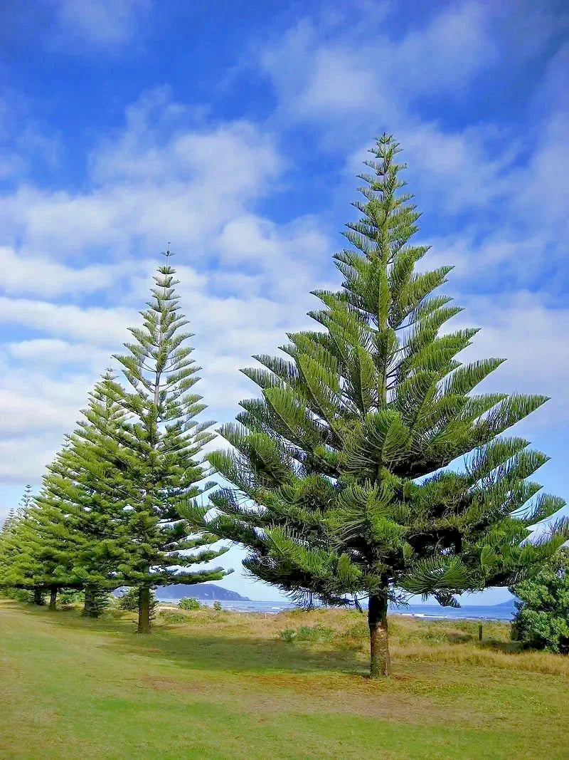 Norfolk Island Pine Seeds - 10 Pack - Araucaria excelsa - Indoor Houseplant - Christmas Tree Variety