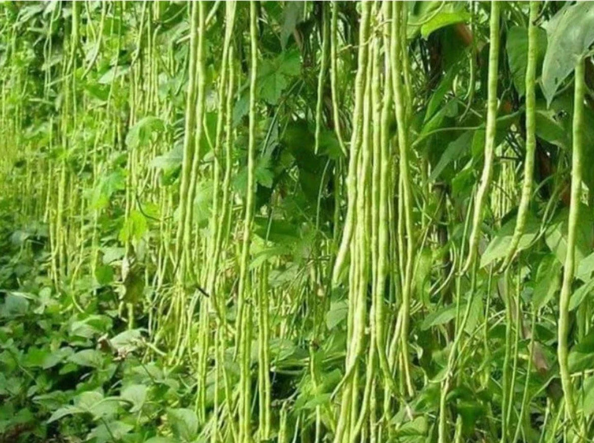Green Yard Long Bean Seeds - 50+ Non-GMO Heirloom Asian String Beans - Vigna unguiculata subsp. sesquipedalis