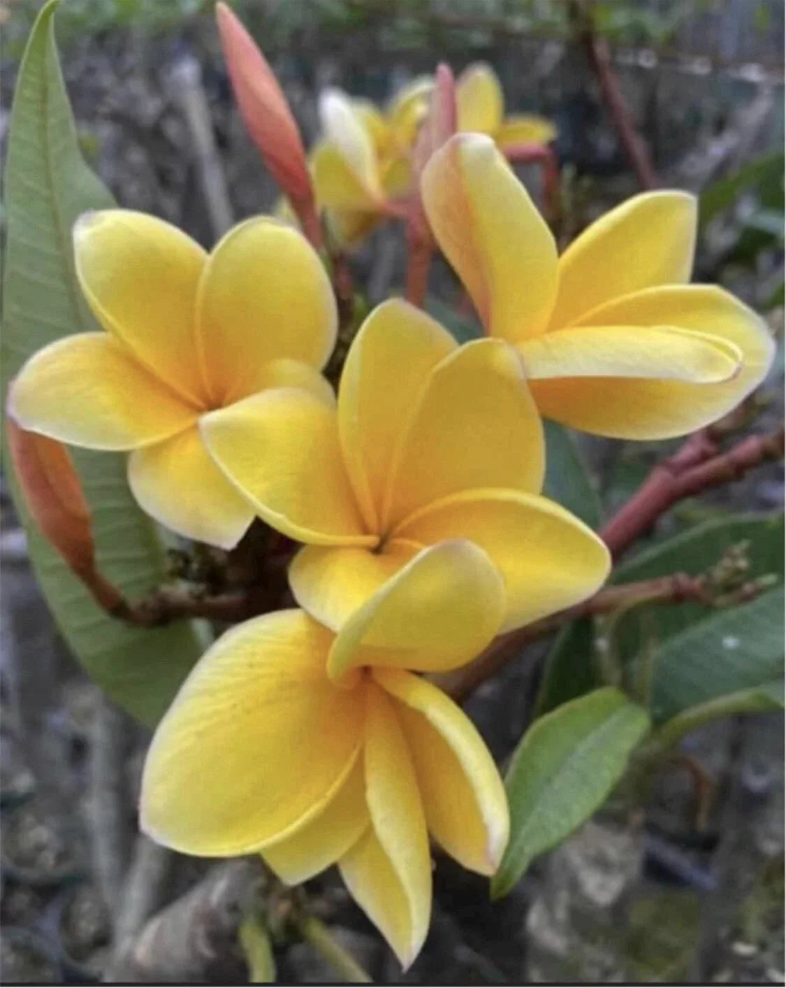 Rooted Plumeria Cutting - Aztec Gold - Plumeria rubra - 16" with 1 Tip - Vibrant Yellow Blooms for Garden or Indoor Decor