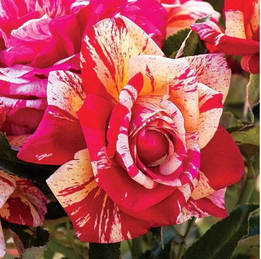 Daring Spirit Hybrid Tea Rose Cuttings, 5-8" Unrooted Fresh Cuttings, Rosa 'Daring Spirit', Fragrant Blooms for Gardens