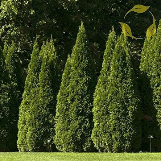 Oriental Arborvitae Tree Seeds - 40 Pack - Platycladus orientalis - Evergreen for Landscaping and Hedges