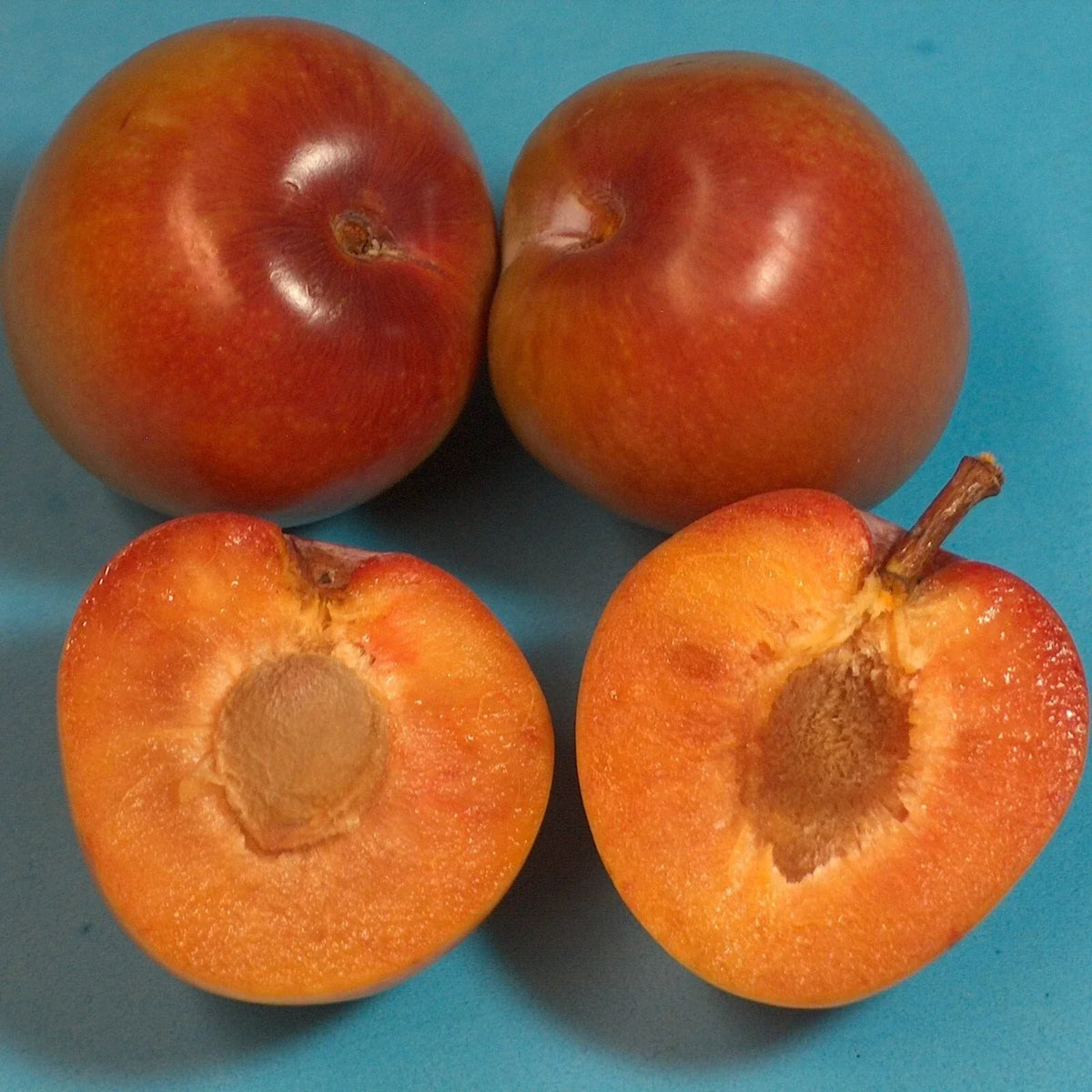 Elephant Heart Plum Tree Cutting 4" Grafting Scionwood - Prunus domestica - Sweet Dark Red Plums for Grafting and Orchard Cultivation