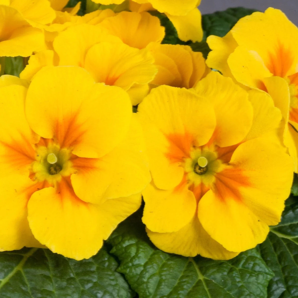 Primula Danova Seeds - 500 Pack - Golden Yellow Flowers - Primula vulgaris - Non-California Shipping