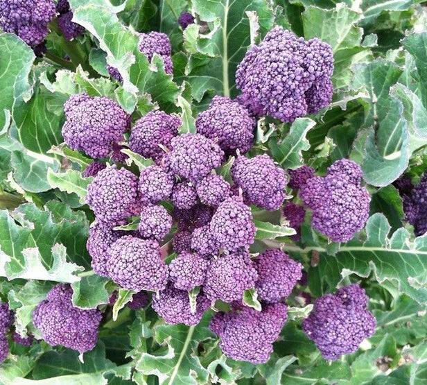 Broccoli Seeds 1500 Count - Purple Sprouting Non-GMO Heirloom (Brassica oleracea) - Nutritious Vegetable Seeds for Home Garden