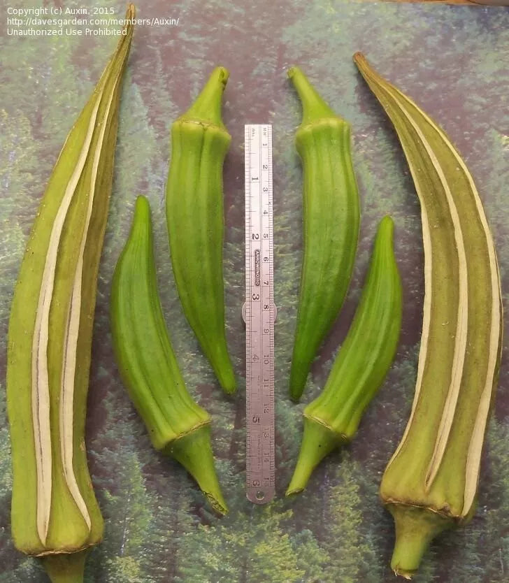 Louisiana Longhorn Cowhorn Okra Seeds - 25+ Heirloom Non-GMO - Abelmoschus esculentus - Ideal for Southern Gardens