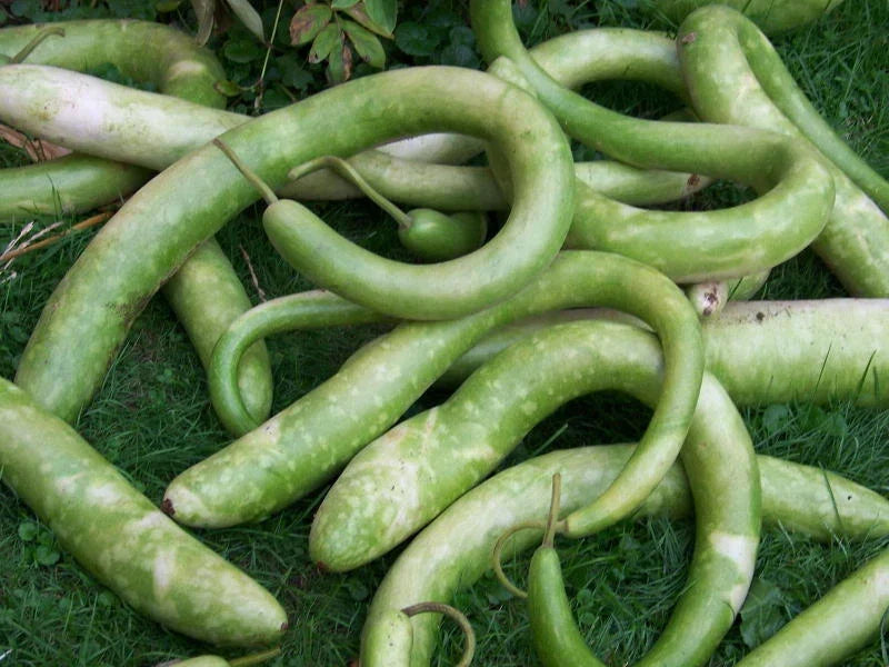 Snake Gourd Seeds - 20 Pack - Trichosanthes cucumerina - Non-GMO Culinary Variety for Home Gardens