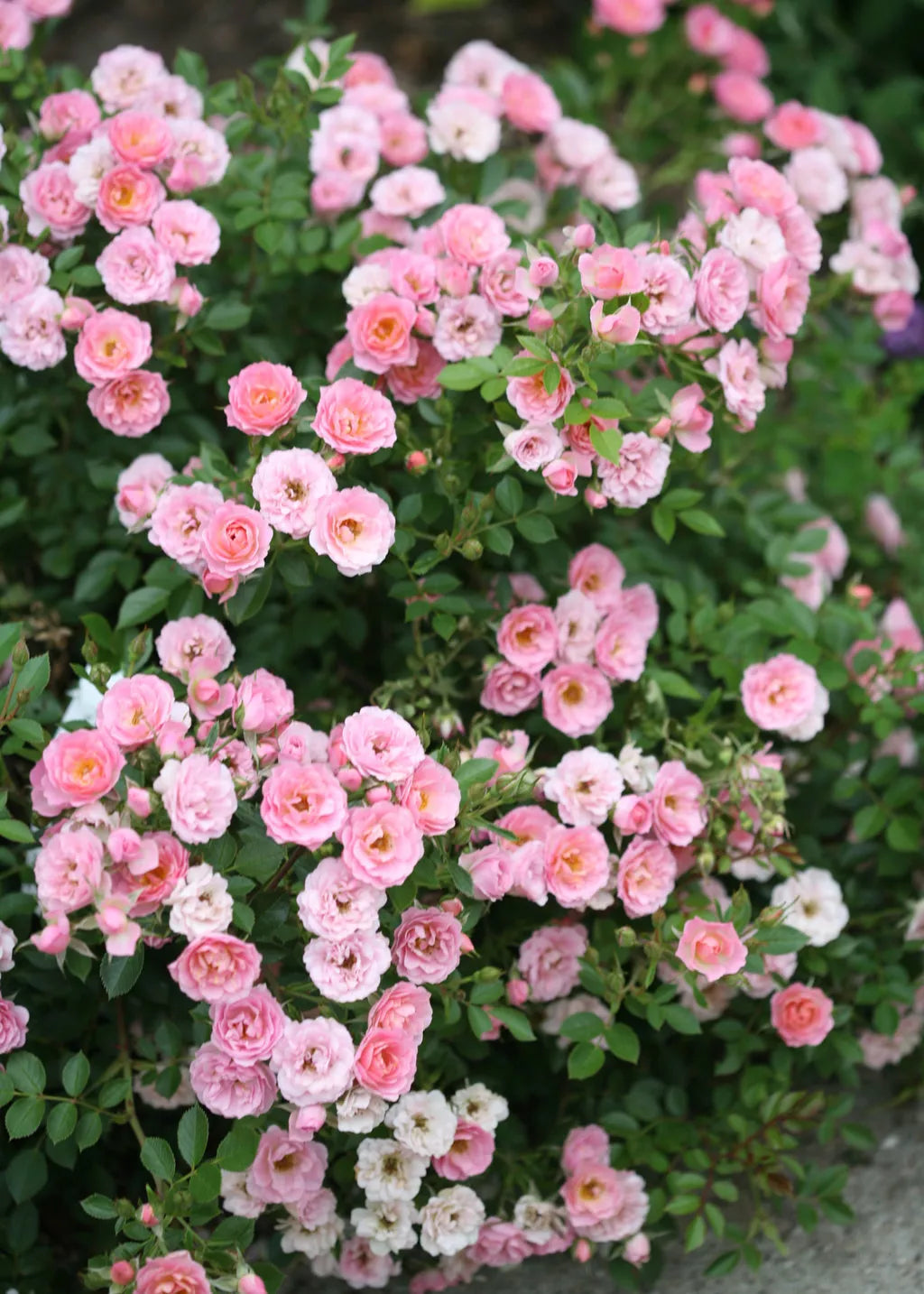 Organic Live Miniature Rose Cuttings - USA Pink Variety - Rosa 'Miniature' - Perfect for Small Spaces and Containers