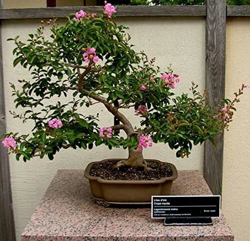 Crape Myrtle Bonsai Tree Seeds - 50 Seeds - Lagerstroemia indica - Beautiful Flowering Plant for Gardens and Indoor Decor
