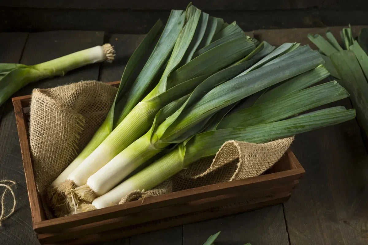 Giant Musselburgh Leek Seeds, NON-GMO Heirloom, Scotch Giant Variety, Allium ampeloprasum, Easy to Grow for Culinary Use