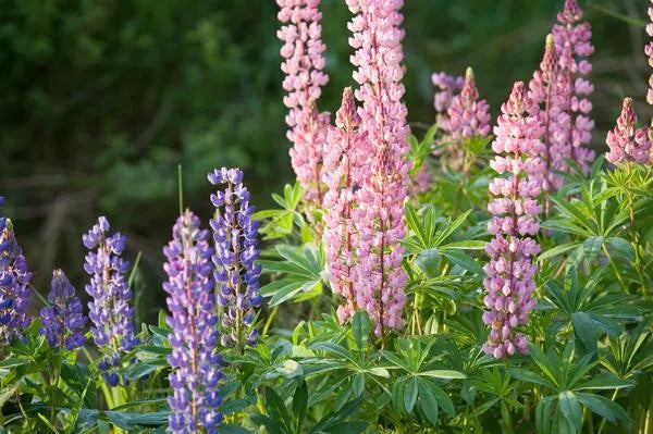 Dwarf Lupine Seeds - 50 Seeds Pixie Delight Mix - Lupinus Polyphyllus - Vibrant Colors for Garden or Containers