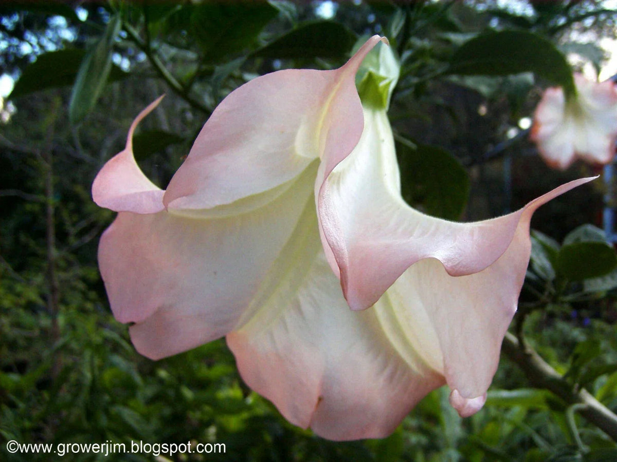 Brugmansia Cuttings - 5 Ready to Grow Angel Trumpet Cuttings - Tropical Flowering Plant - Brugmansia spp.