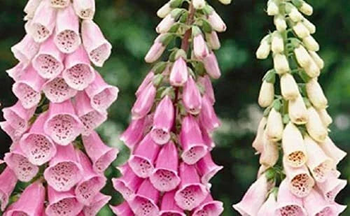 Foxglove Flower Seeds - Mixed Color - Over 1,000 Seeds - Digitalis purpurea - Attracts Pollinators, Easy to Grow