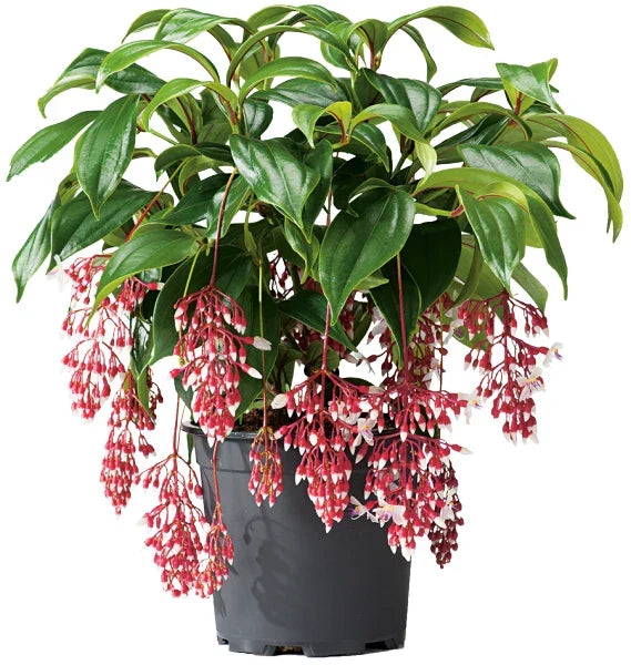MAGIC Medinilla Plant Starter 4-Inch Rare Magnifica Variety Medinilla magnifica - Live Well Rooted Tropical Indoor Plant