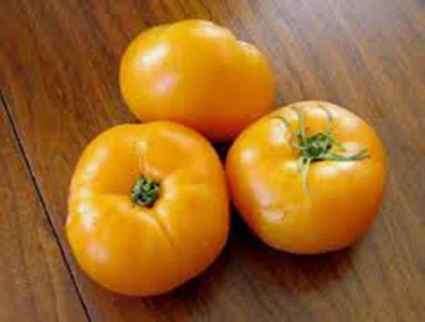 Jubilee Tomato Seeds, 500 Count, Non-GMO Heirloom, Solanum lycopersicum, High-Yield Vegetable Seeds for Home Garden