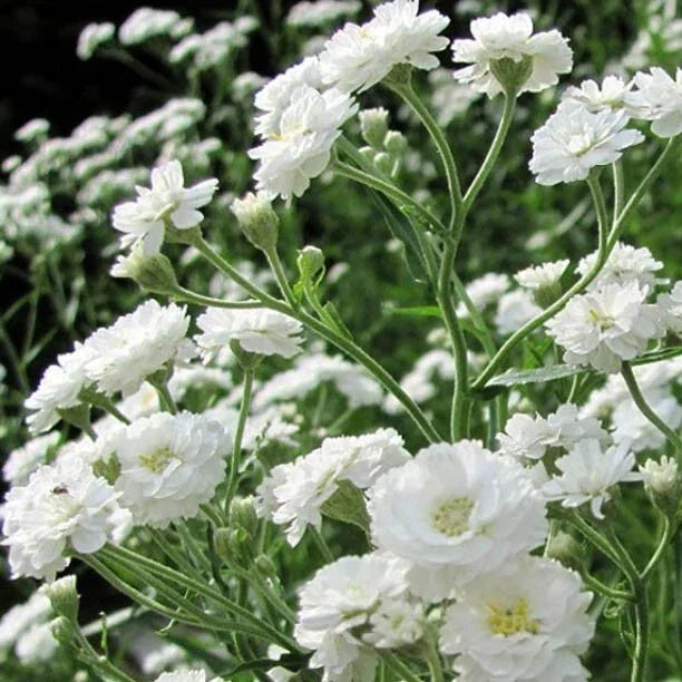 Baby's Breath Seeds - 100 Heirloom Non-GMO Snowflake White Flowers - Gypsophila paniculata - Perennial Cut Flower Garden