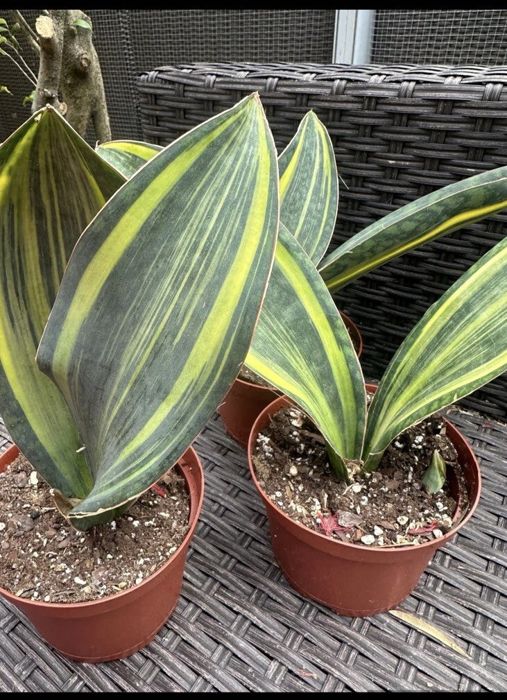Variegated Whale Fin Plant in 6” Pot | Sansevieria Masoniana | Unique Indoor Houseplant | Easy Care, Air-Purifying Snake Plant