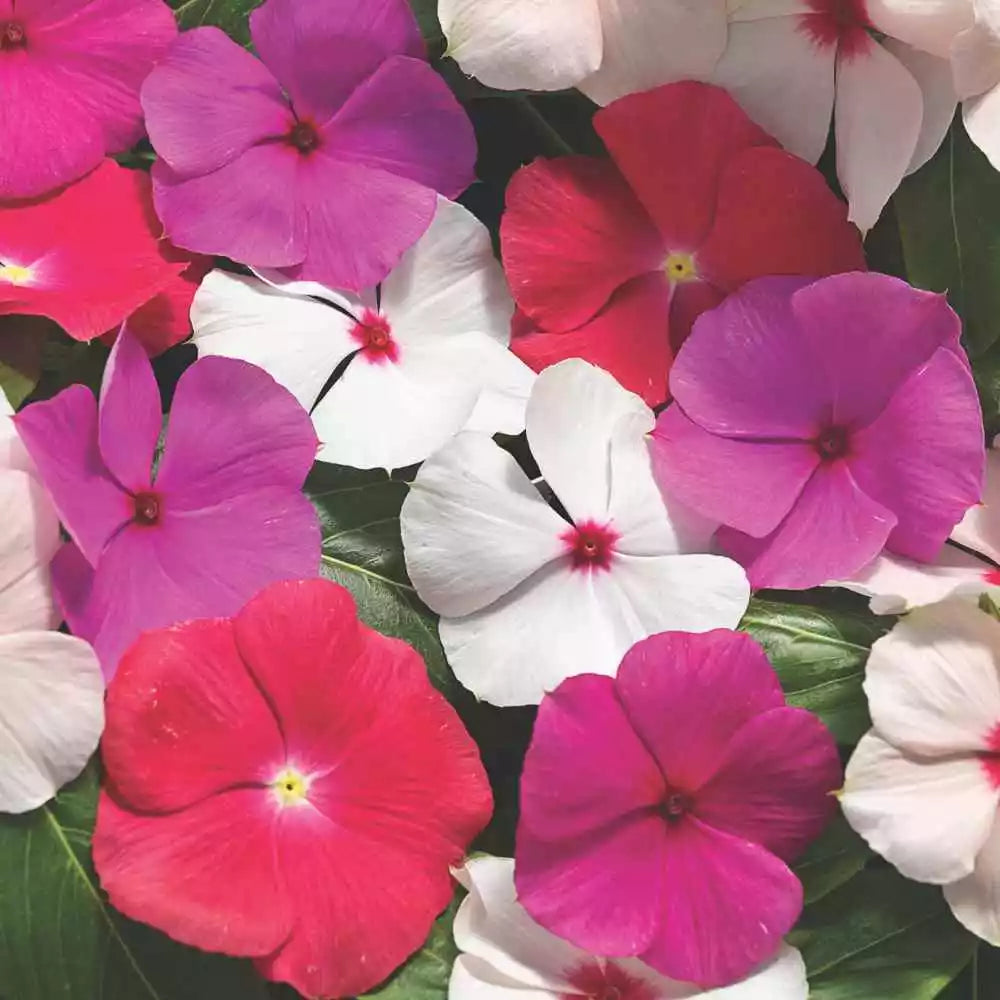 Vinca Seeds 500 Count - Sunsplash Mix GL - Colorful Annuals - Catharanthus roseus - Low Maintenance Garden Flowers