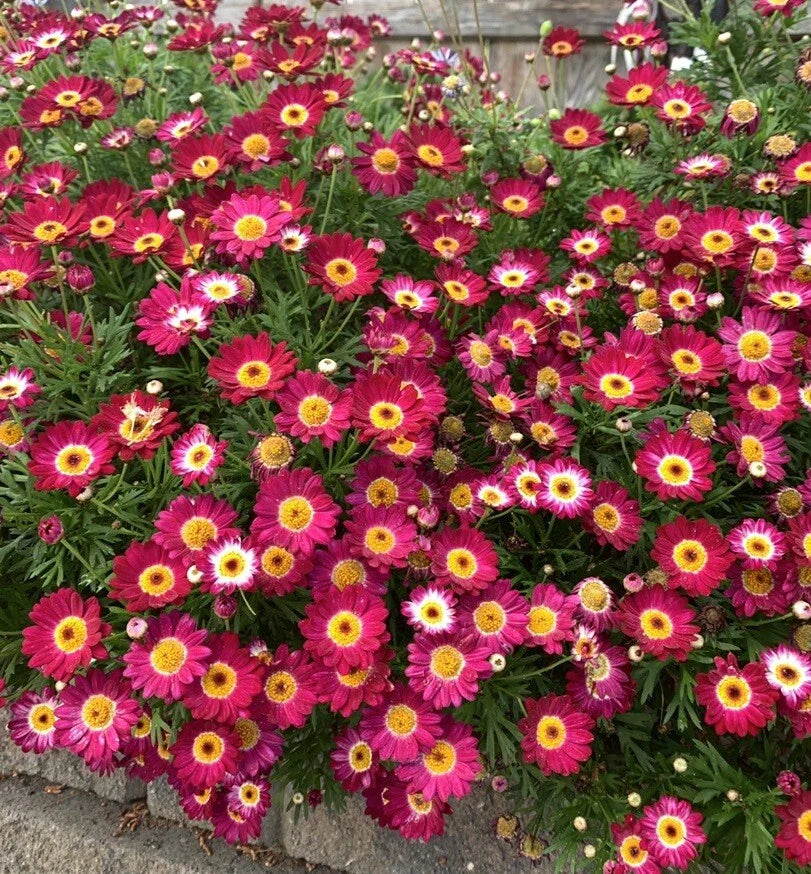 Argyranthemum frutescens 'Grandaisy Red' - 3 Perennial Plants in 3" Pot - Vibrant Red Daisy Flowers for Gardens
