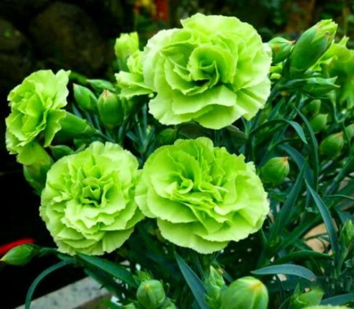 Bright Green Carnation Seeds - 100 Perennial Dianthus caryophyllus for Vibrant Garden Blooms, Easy to Grow, Attracts Pollinators