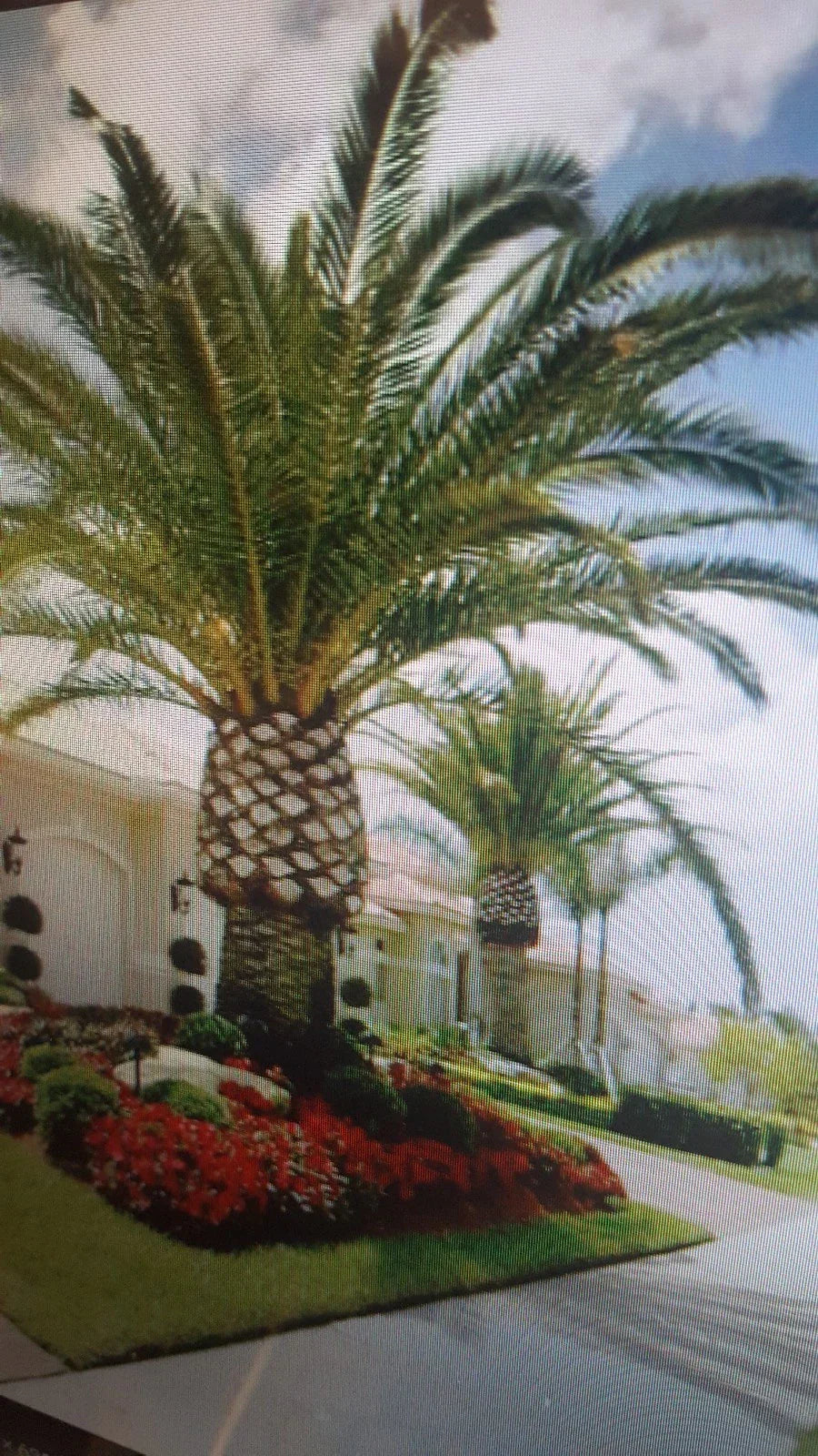 Jerusalem Palm Tree Seeds - 10 Pack - Date Palm - Phoenix dactylifera - Tropical Garden Essentials