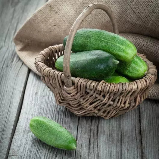 60 Non-GMO Cucumber Seeds | Spacemaster Variety | Cucumis sativus | Compact Growth for Small Gardens and Containers