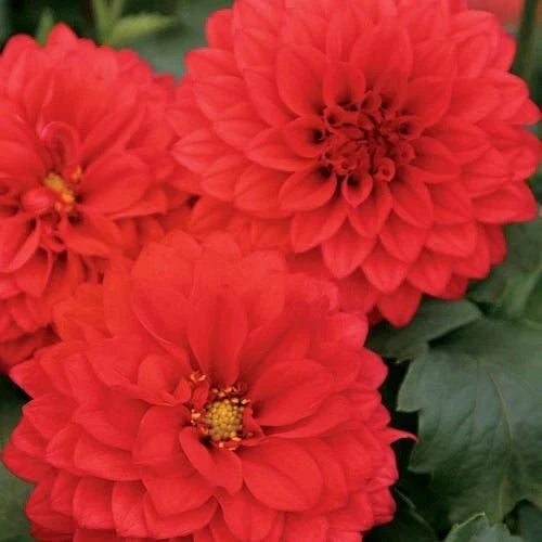 25 Grande Topia Dahlia Seeds - Colorful Perennial Blooms - Dahlia pinnata - Easy to Grow Garden Plants