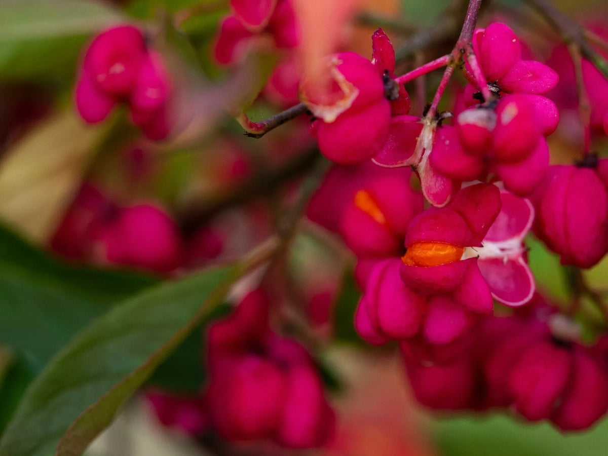 Spindle-Berry Tree Seeds - 10 Pack - Euonymus europaeus - Hardy Shrub for Wildlife Gardens - Free Shipping USA