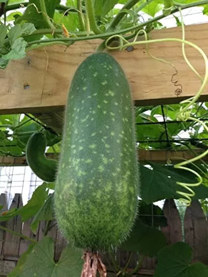 Wax Gourd Seeds 50+ Heirloom Winter Melon White Ash Benincasa Hispida Vegetable Seeds for Home Garden Cooking