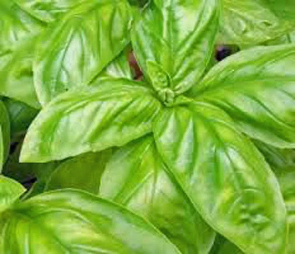 Italian Large Leaf Basil Seeds - Heirloom Variety, 25+ Seeds, Ocimum basilicum, Great for Culinary Use and Home Garden