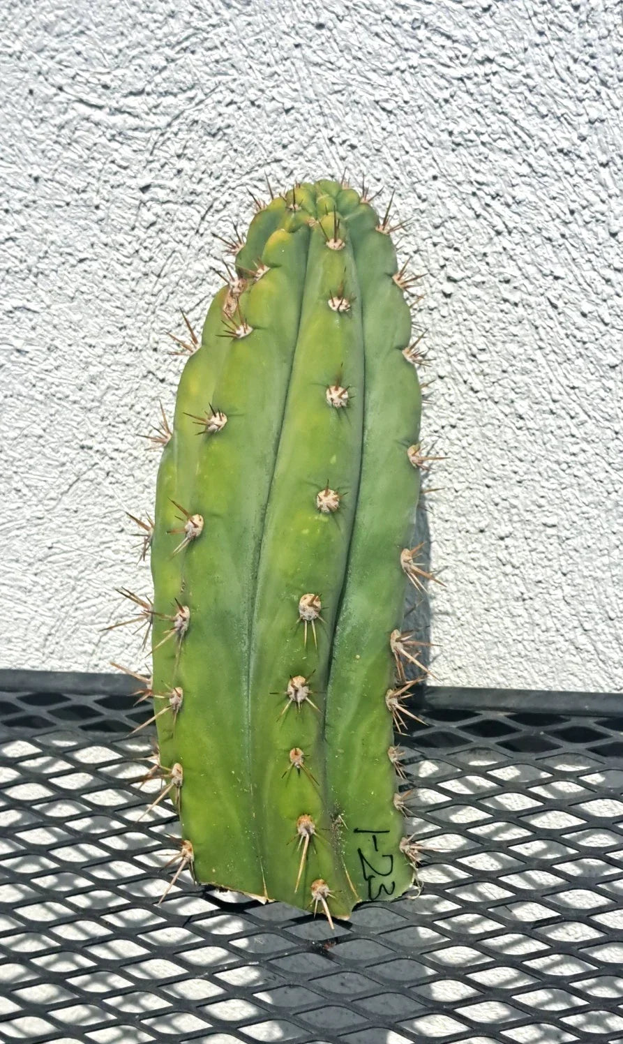 Cereus Cutting 8" - Dave Turner Cactus - Unique Variety - Cereus peruvianus - Low Maintenance Succulent Plant