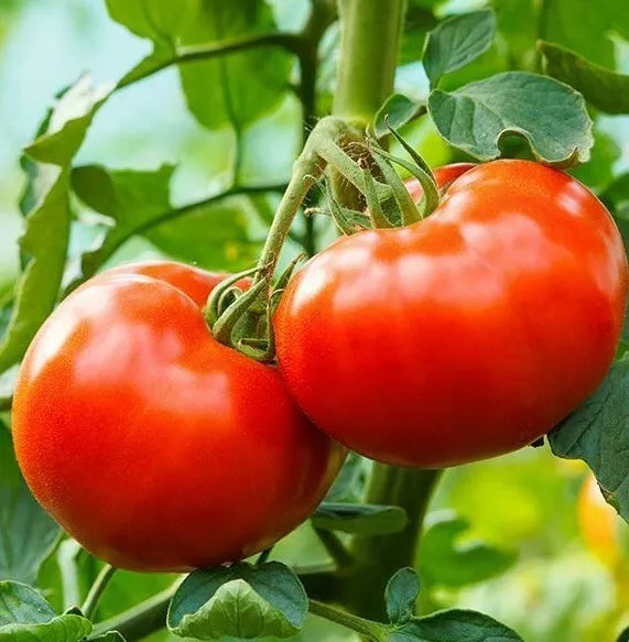 Tomato Seeds 100+ Count - Delicious Culinary Variety - Solanum lycopersicum - Ideal for Garden Planting