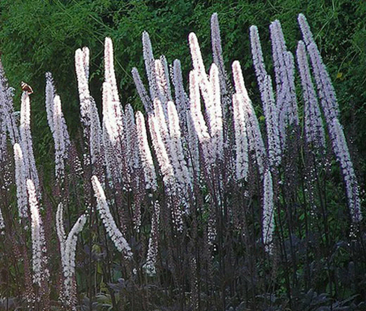 Bugbane Seeds - 10 Perennial Seeds for Shade Gardens, Dark Purple Foliage, Cimicifuga Ramosa Atropurpurea