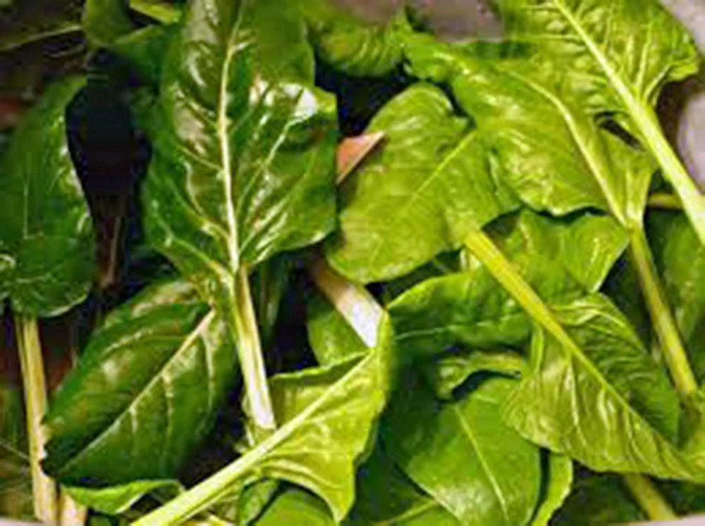 Swiss Chard Seeds - 500+ Heirloom Non-GMO Perpetual Spinach, Beta vulgaris subsp. cicla for Home Gardening