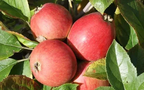 Porter's Perfection Apple Seeds - 25+ Pack - Malus domestica - Non-GMO for Home Garden Planting - USA Sourced