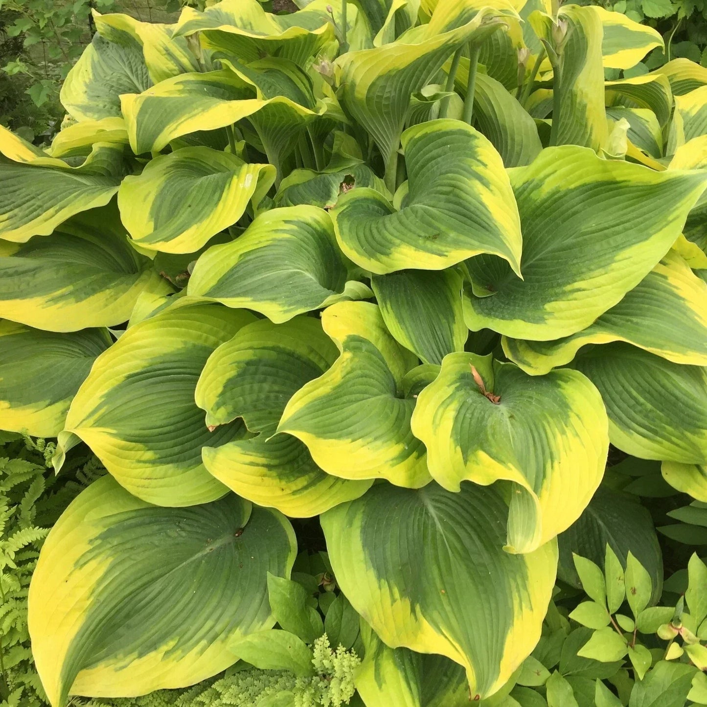 Hosta Atlantis Perennial Plant in 5.25" Pot | Colorful Foliage for Shade Gardens | Hosta 'Atlantis' | Easy to Grow