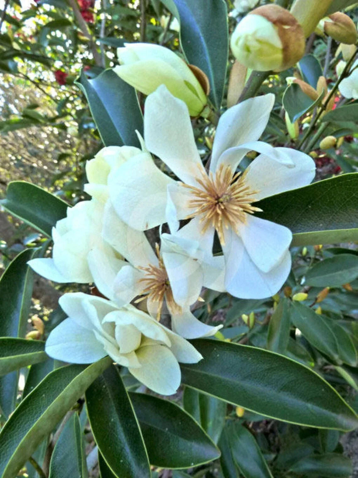 Live Sweetbay Magnolia Tree Plant 10-30" - Magnolia virginiana - Fragrant White Flowers, Evergreen Foliage, 1-2 Years Old