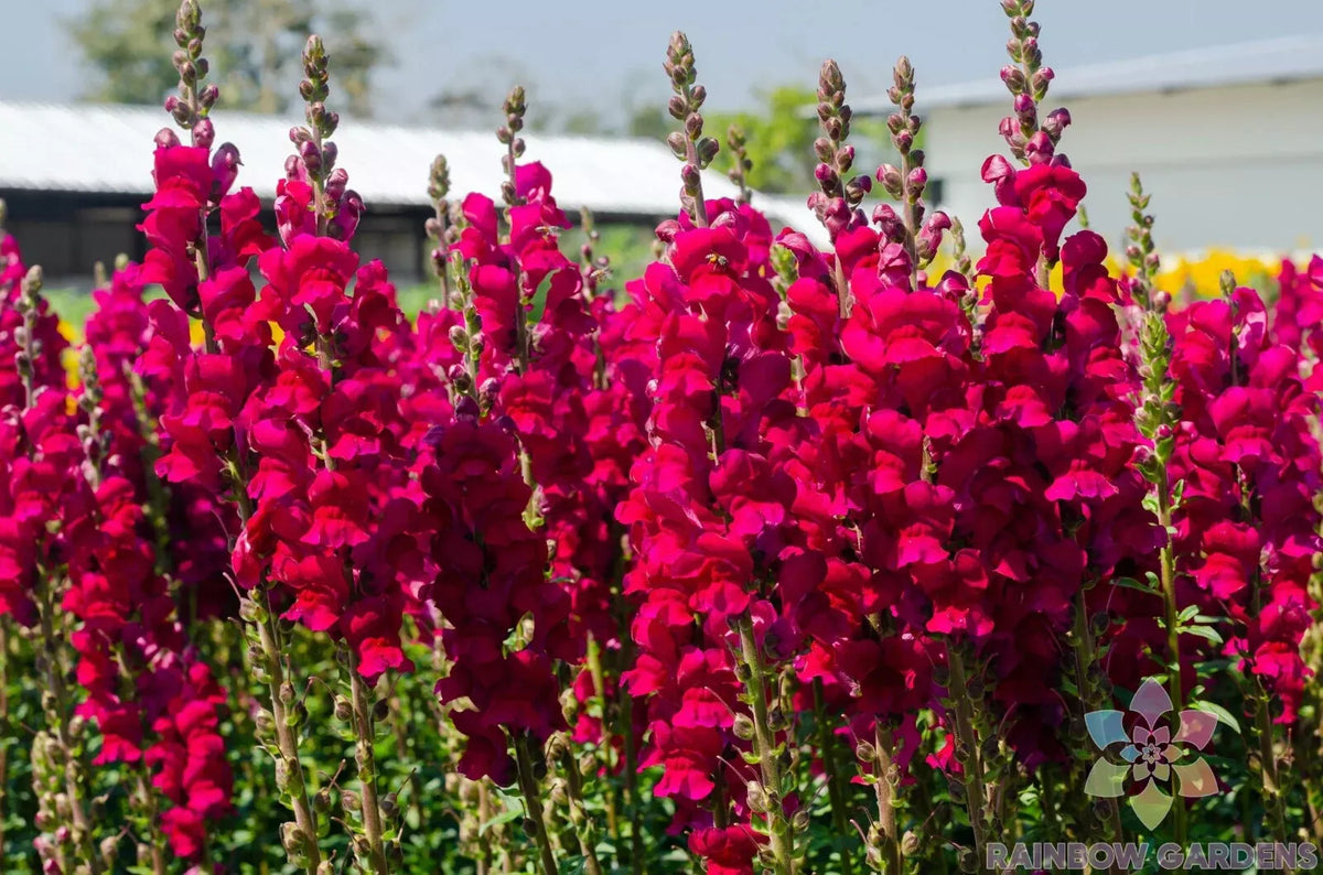 Potomac Red Snapdragon Seeds - 1000+ Seeds - Antirrhinum majus - Vibrant Red Flowers for Garden Planting - USA