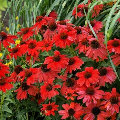 50 Red Salsa Coneflower Seeds, Echinacea purpurea, Perennial Flower Seeds for Garden, Attracts Pollinators, USA Seller