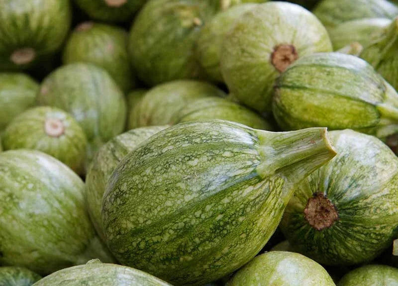 25+ Ronde de Nice Squash Seeds, Heirloom Vegetable Seeds, Cucurbita pepo, Non-GMO for Garden Planting, USA