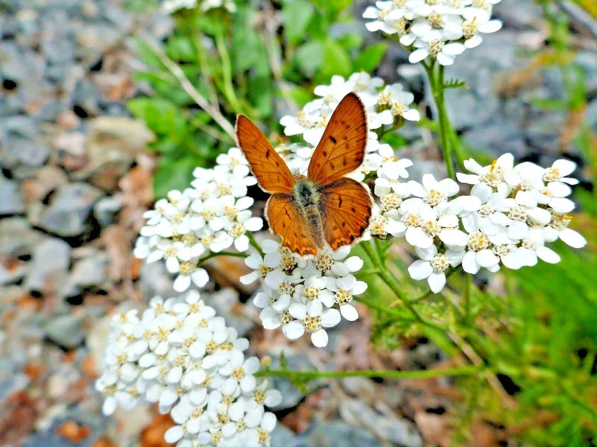 White Yarrow Flower Seeds - 1001+ Medicinal Herb, Native Wildflower, Achillea millefolium, Attracts Pollinators