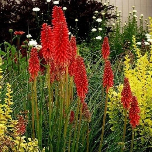 25 Hot Poker Seeds - Bright Red Torch Lily, Kniphofia uvaria, Perennial Flower Seeds, Easy to Grow, Attracts Hummingbirds