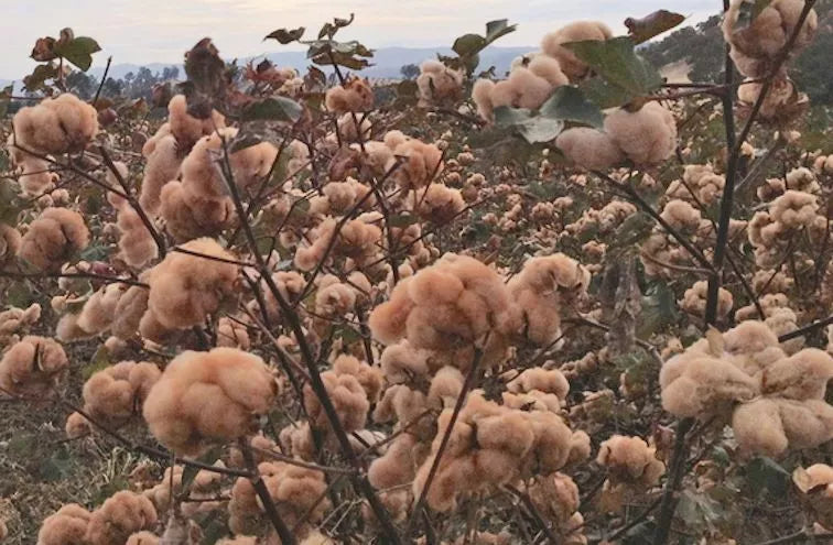 Brown Cotton Seeds - 25 Premium Gossypium Seeds - Non-GMO for Eco-Friendly Gardening - USA Seller