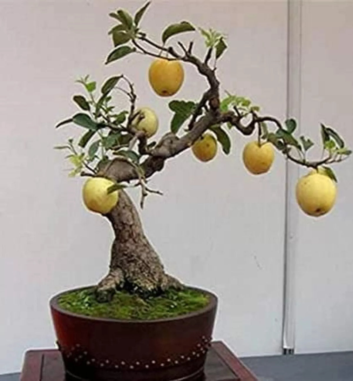 Bonsai Pear Tree Seeds - 8 Large Seeds - Fruit Bearing Variety - Pyrus communis - Indoor/Outdoor Plant